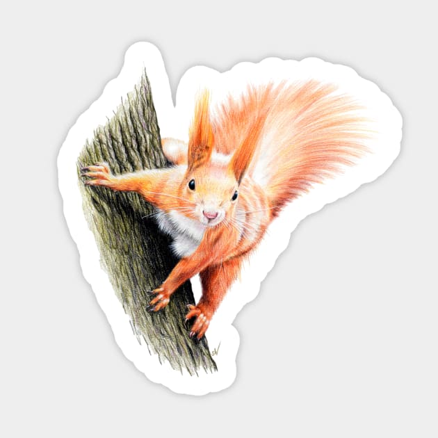 Red Squirrel Coloured pencil Drawing Sticker by Sandra Warmerdam